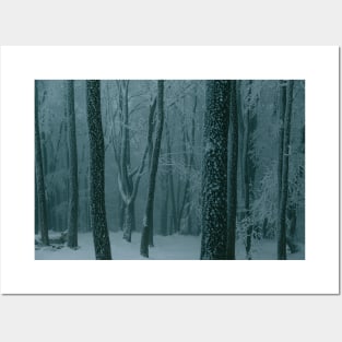 Frozen Forest Posters and Art